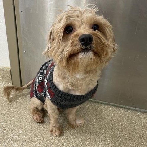 Enlarge Milo, an adopted mixed breed in Prince Frederick, MD image 5/6