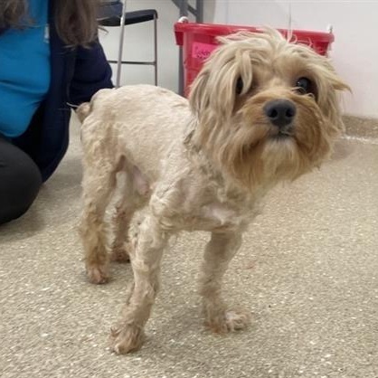 Enlarge Milo, an adopted mixed breed in Prince Frederick, MD image 6/6