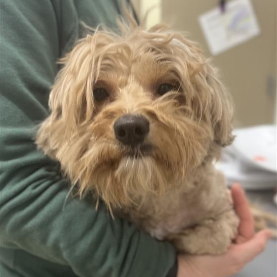 Enlarge Milo, an adopted mixed breed in Prince Frederick, MD image 3/6