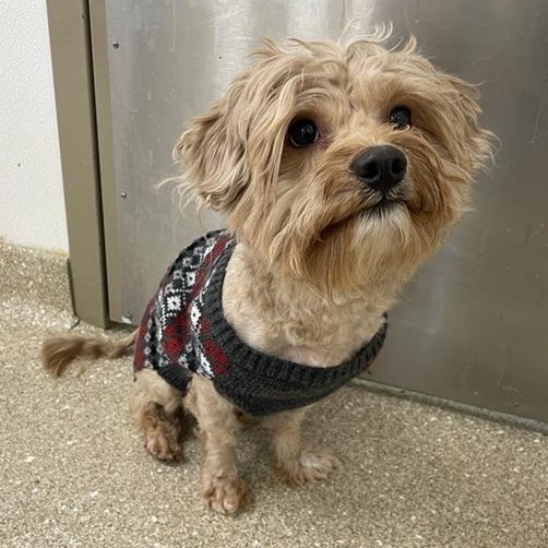 Enlarge Milo, an adopted mixed breed in Prince Frederick, MD image 1/6