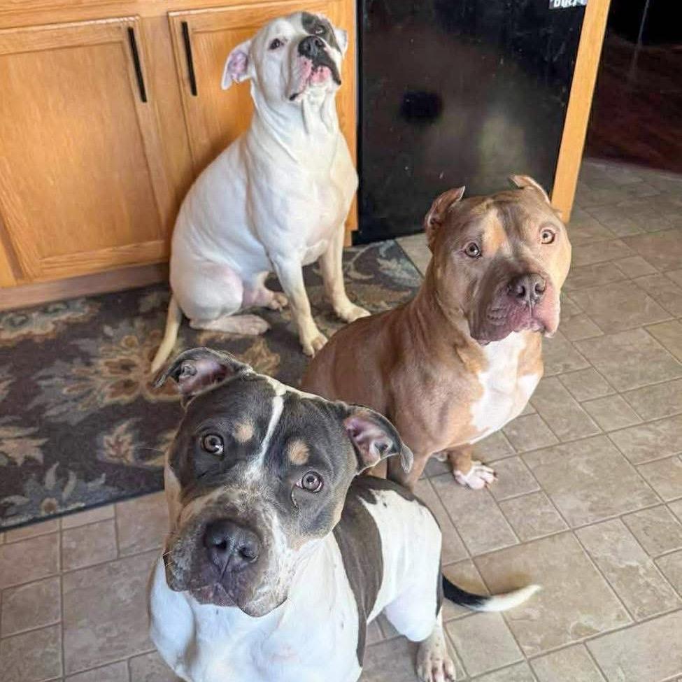Snow Bunny, a Adoptable Pit Bull Terrier in Valparaiso, IN image 3/6