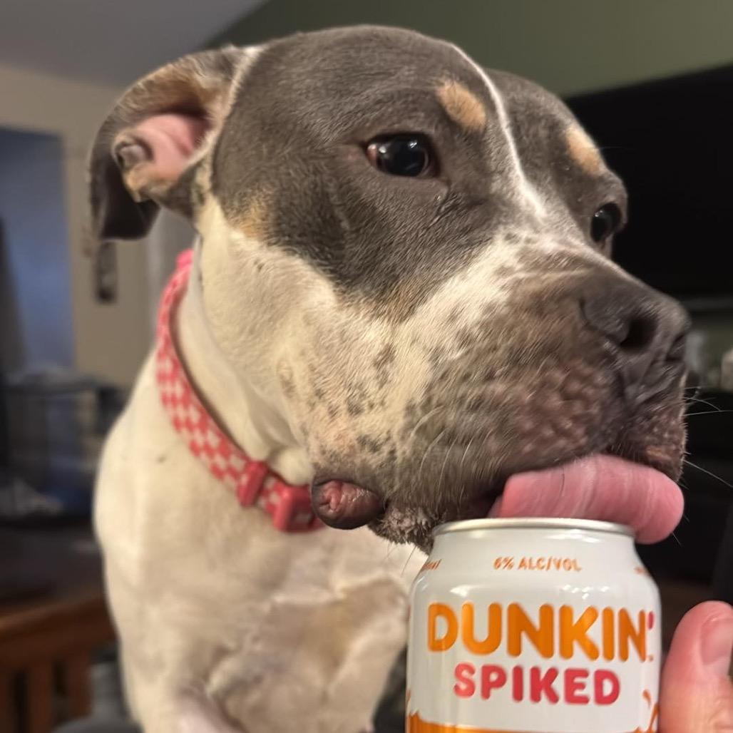Snow Bunny, a Adoptable Pit Bull Terrier in Valparaiso, IN image 1/6