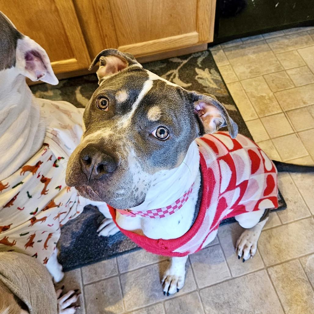 Snow Bunny, a Adoptable Pit Bull Terrier in Valparaiso, IN image 5/6