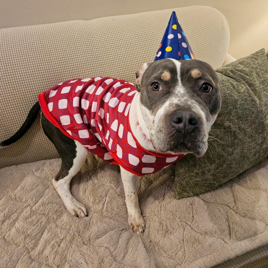Snow Bunny, a Adoptable Pit Bull Terrier in Valparaiso, IN image 6/6