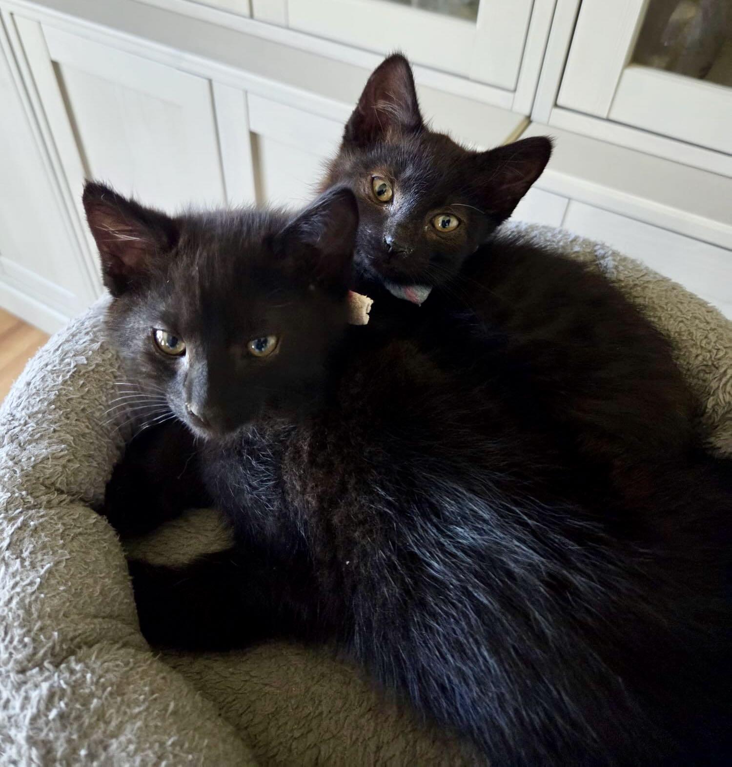 Lenny & Louis, a Adoptable American Shorthair in Hood River, OR image 1/3
