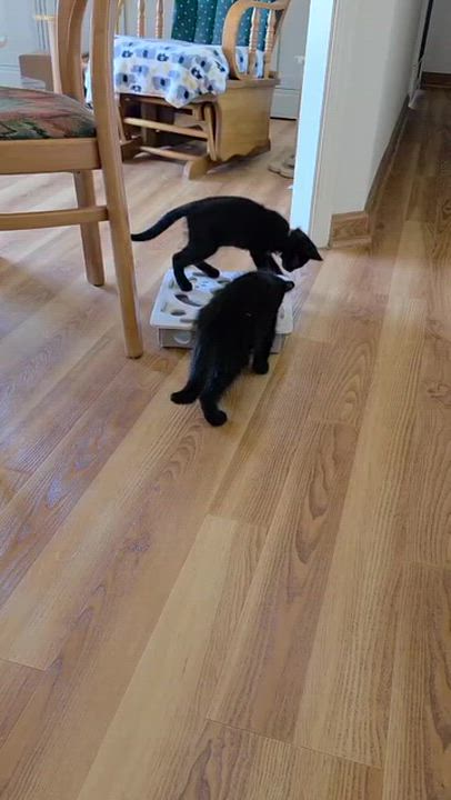Enlarge Lenny & Louis, a Adoptable American Shorthair in Hood River, OR video 2/3
