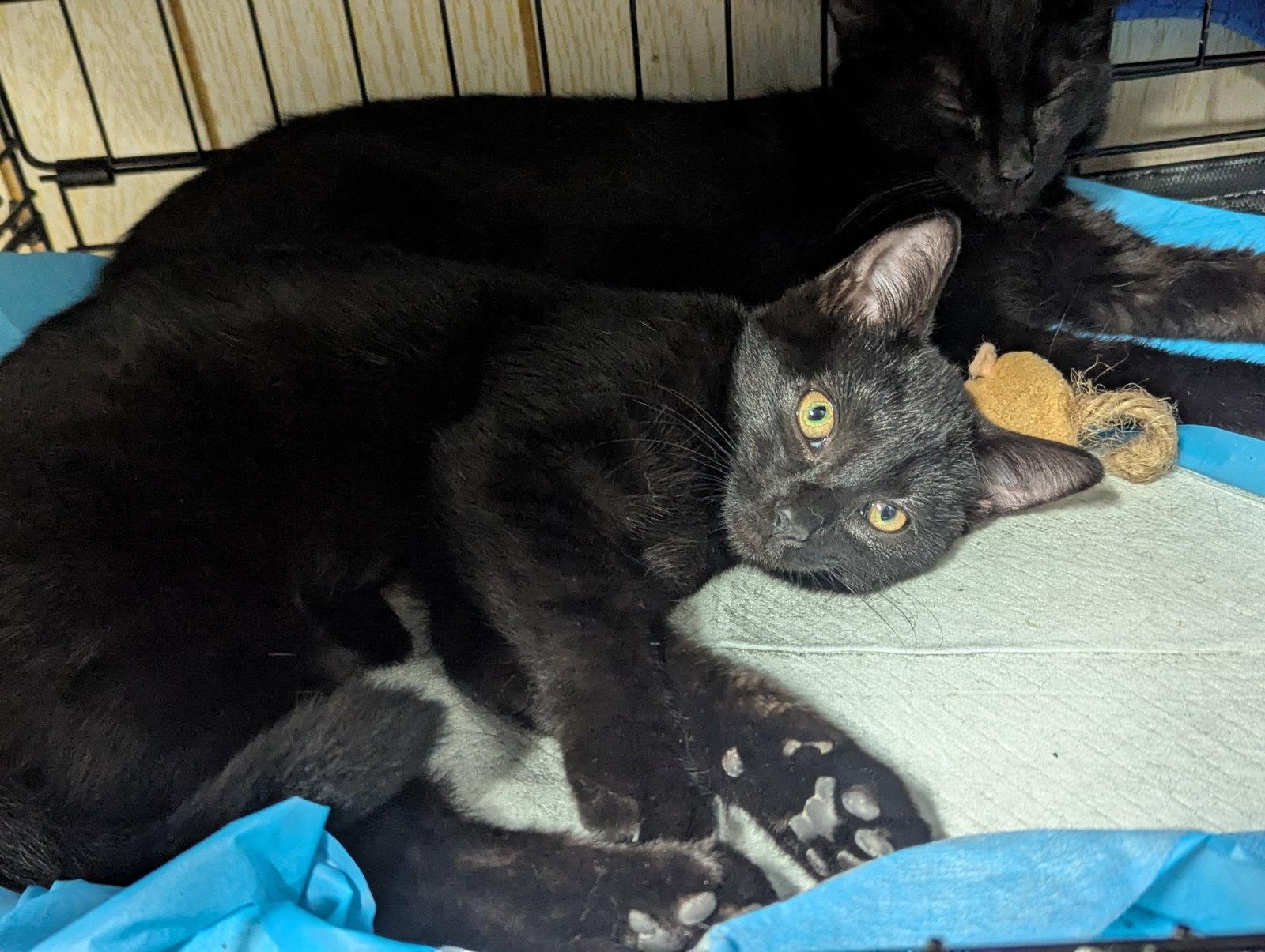 Enlarge Courtesy List: Cupid, a Adopted Domestic Short Hair in Broomall, PA image 1/3