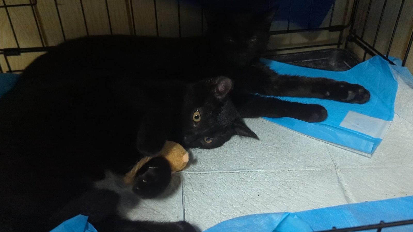 Enlarge Courtesy List: Cupid, a Adopted Domestic Short Hair in Broomall, PA image 2/3