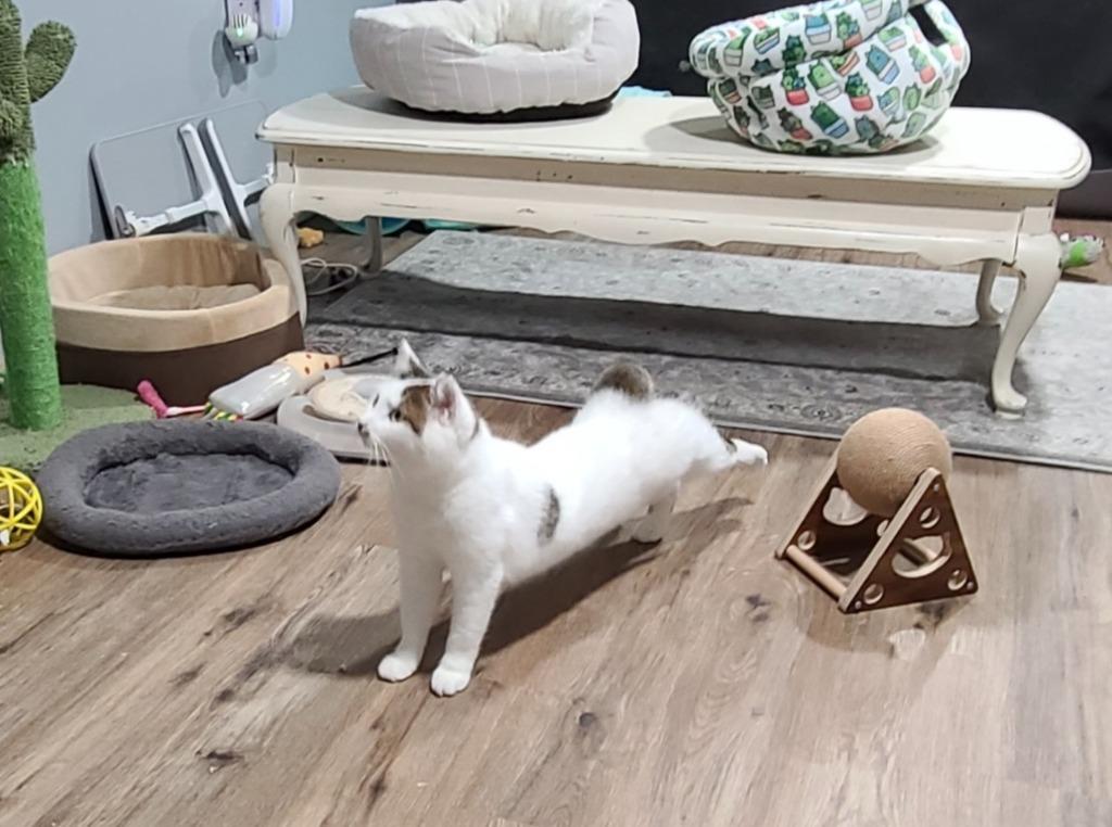 Soleil, Adoptable, Young Female Domestic Short Hair.