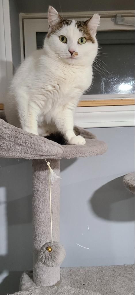 Enlarge Soleil, a Adoptable mixed breed in Pawtucket, RI image 2/6