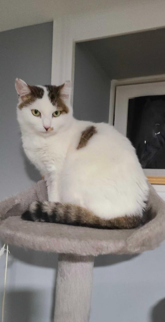 Enlarge Soleil, a Adoptable mixed breed in Pawtucket, RI image 3/6