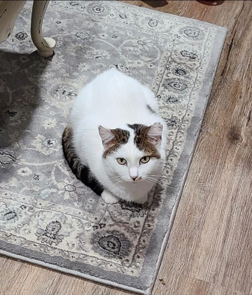 Enlarge Soleil, a Adoptable mixed breed in Pawtucket, RI image 5/6