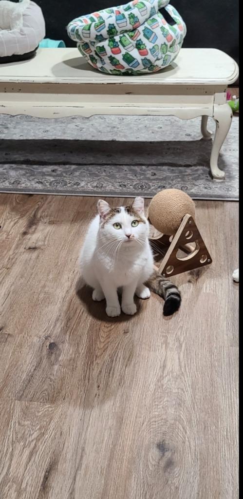 Enlarge Soleil, a Adoptable mixed breed in Pawtucket, RI image 6/6