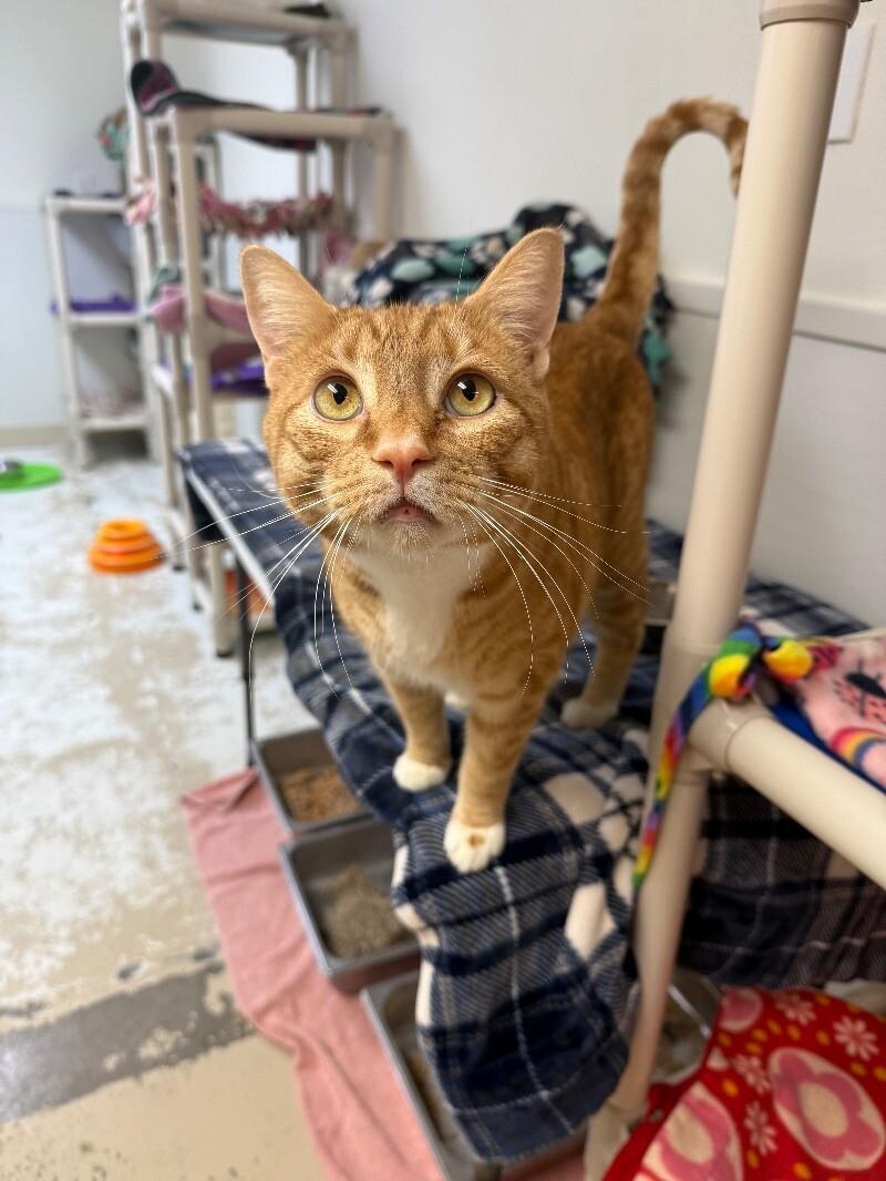 Taz, Adoptable, Senior Male Domestic Short Hair.