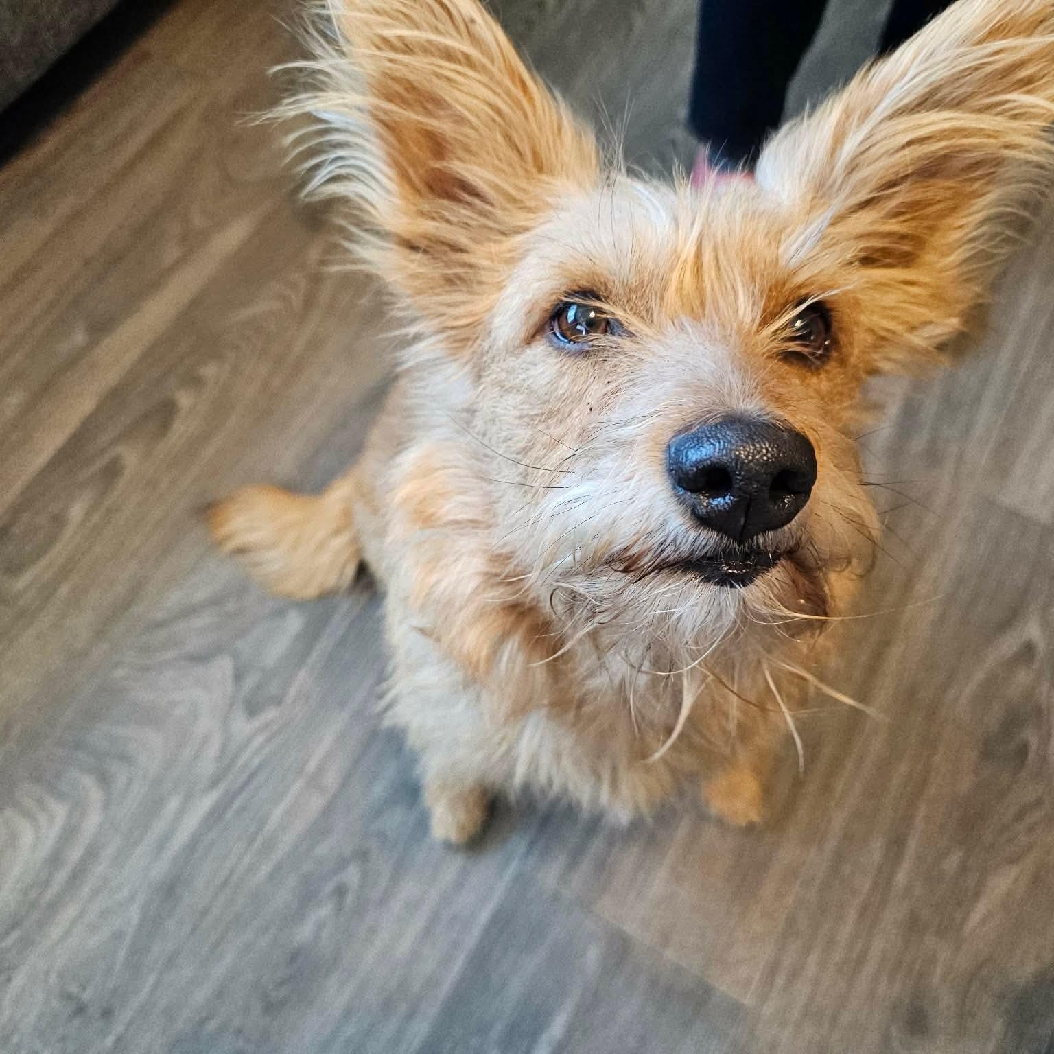 Mama Mia, an adopted mixed breed in Denver, CO image 5/6
