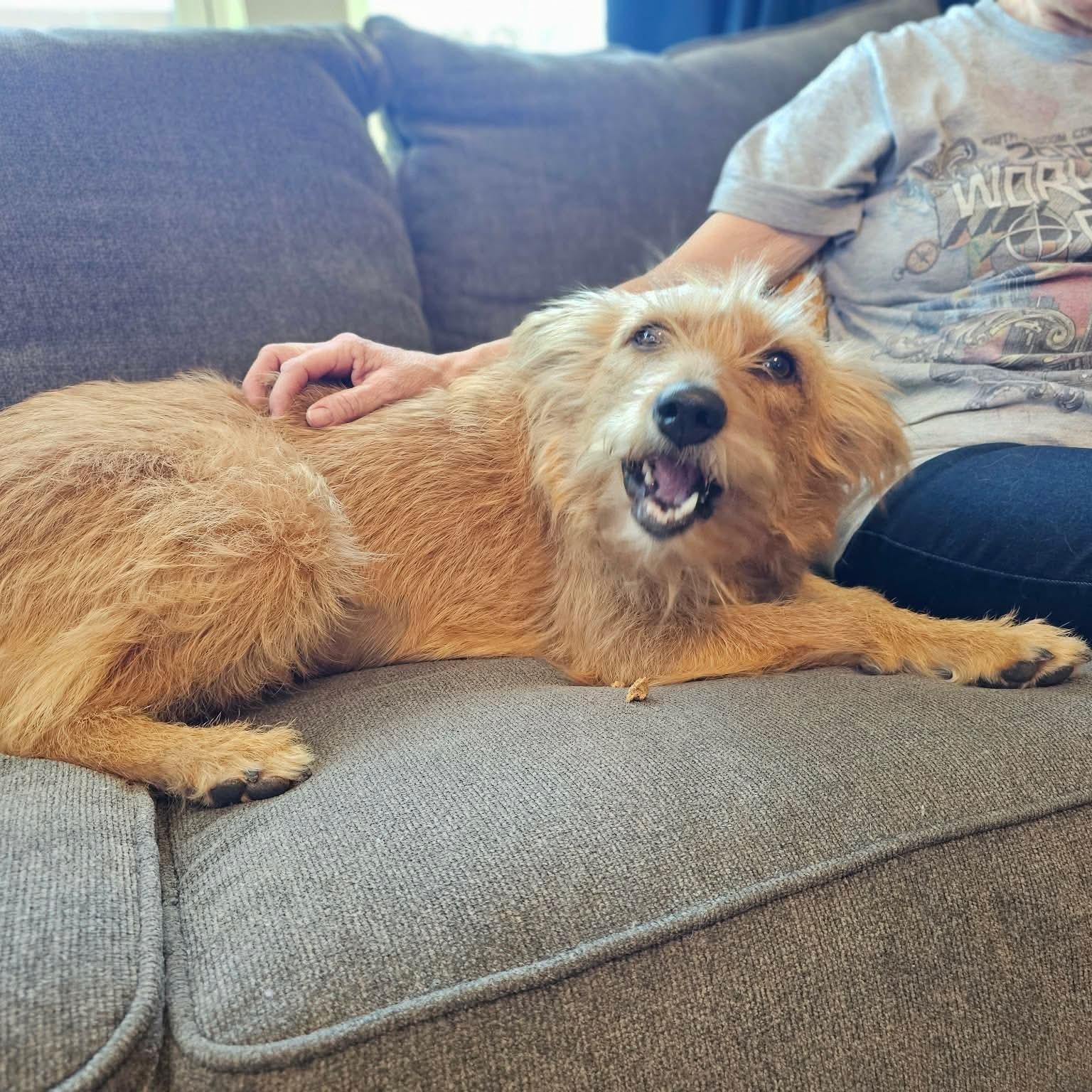 Mama Mia, an adopted mixed breed in Denver, CO image 1/6