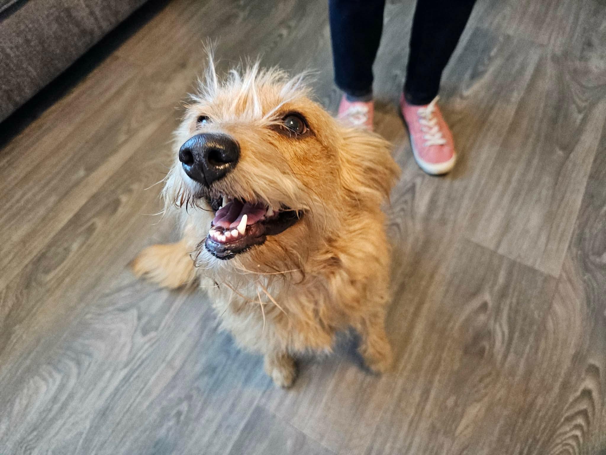 Mama Mia, an adopted mixed breed in Denver, CO image 2/6