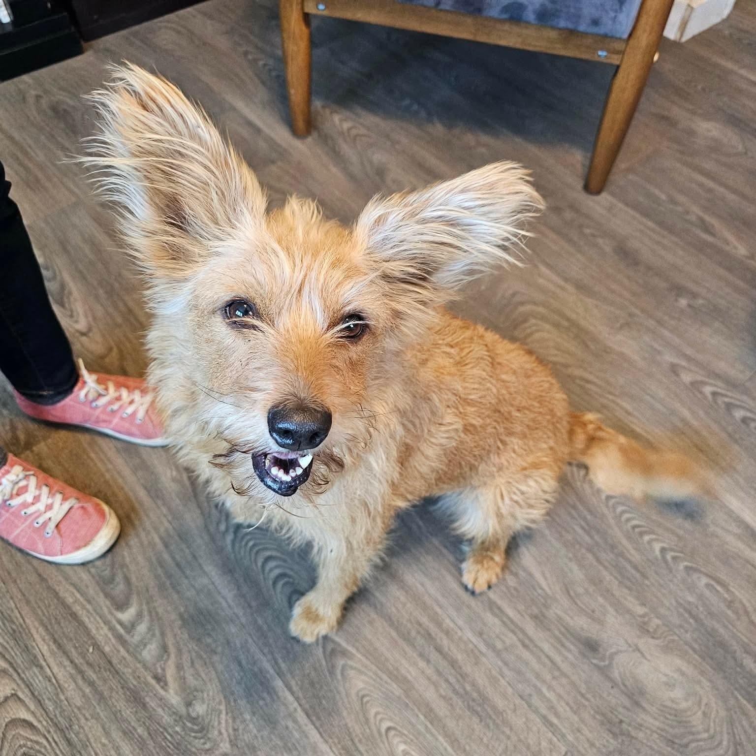 Mama Mia, an adopted mixed breed in Denver, CO image 4/6