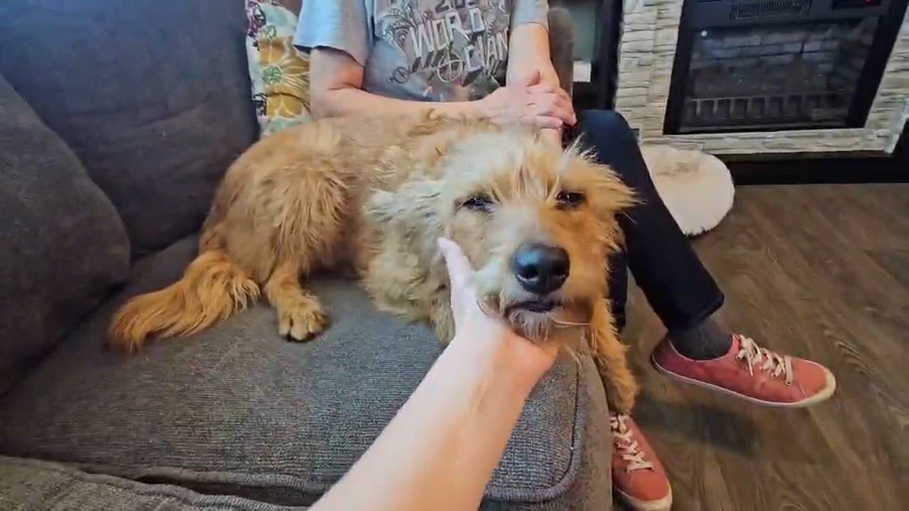 Enlarge Mama Mia, an adopted mixed breed in Denver, CO video 6/6