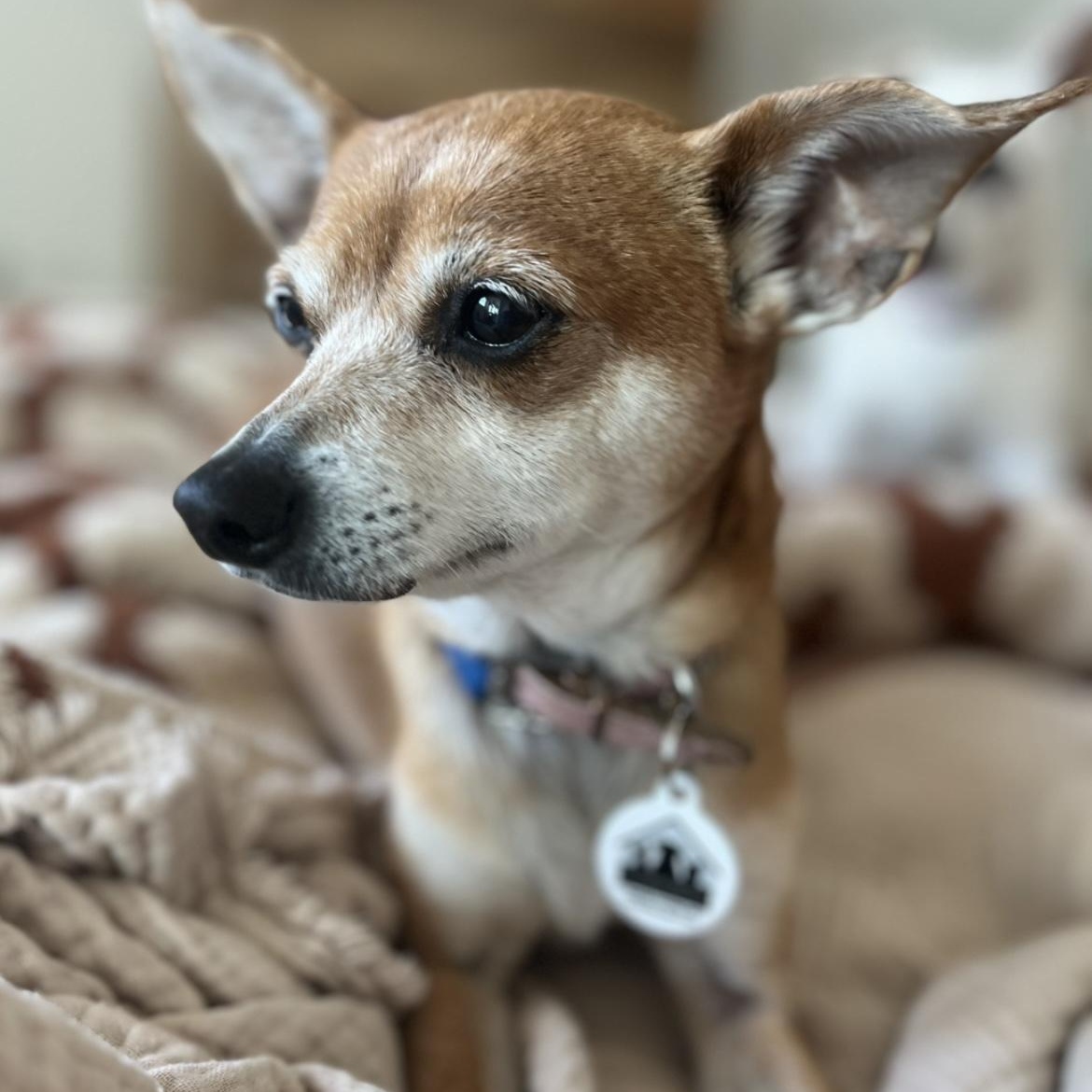 Enlarge Goldie, a Adoptable Chihuahua in Santa Monica, CA image 2/6