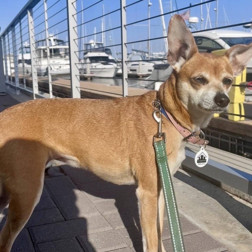 Enlarge Goldie, a Adoptable Chihuahua in Santa Monica, CA image 3/6
