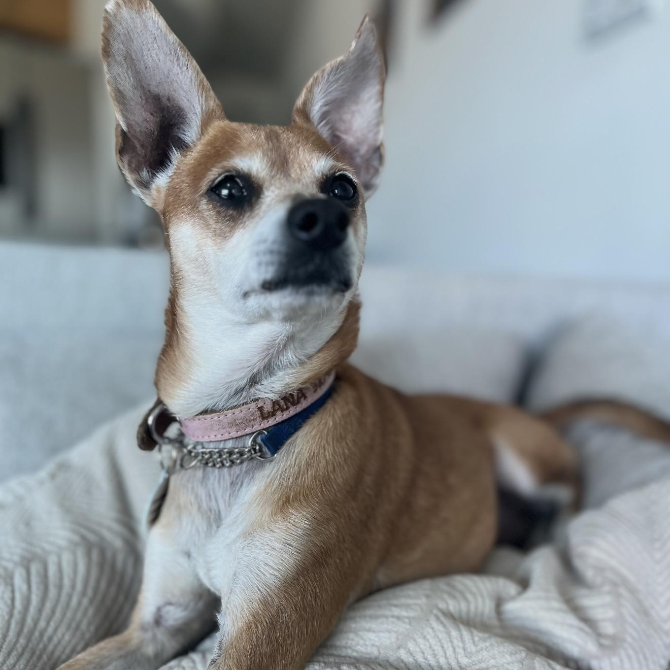 Enlarge Goldie, a Adoptable Chihuahua in Santa Monica, CA image 4/6