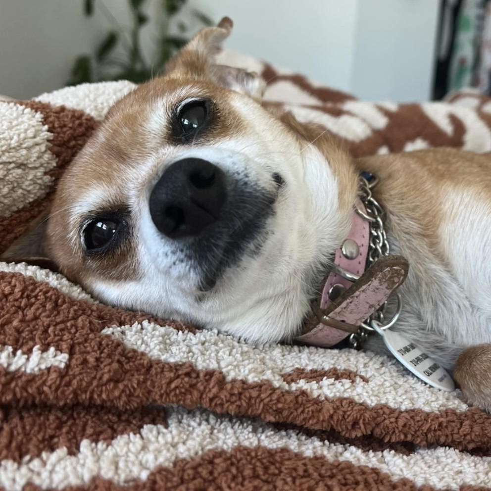 Enlarge Goldie, a Adoptable Chihuahua in Santa Monica, CA image 5/6