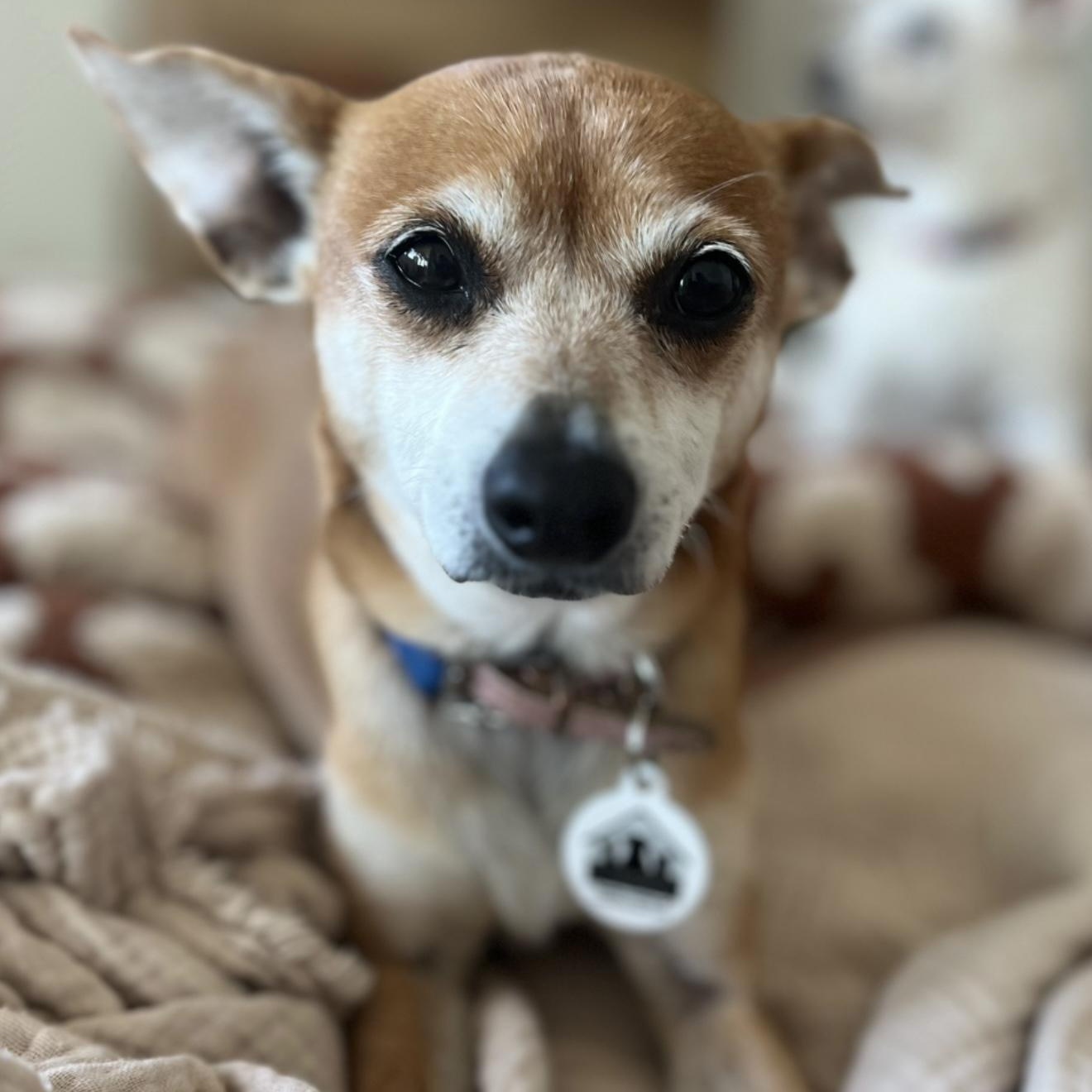 Goldie, Adoptable, Adult Female Chihuahua.