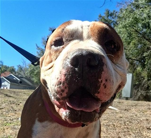 Enlarge AMIRA, a Adoptable mixed breed in Ocala, FL image 1/1