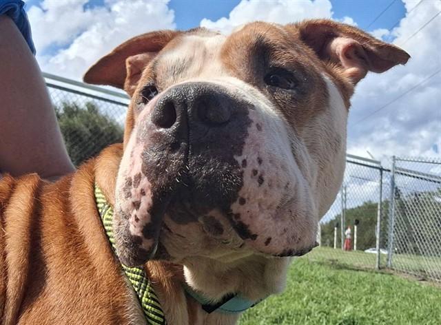 AMIRA, Adoptable, Adult Female Shar-Pei & Pit Bull Terrier.