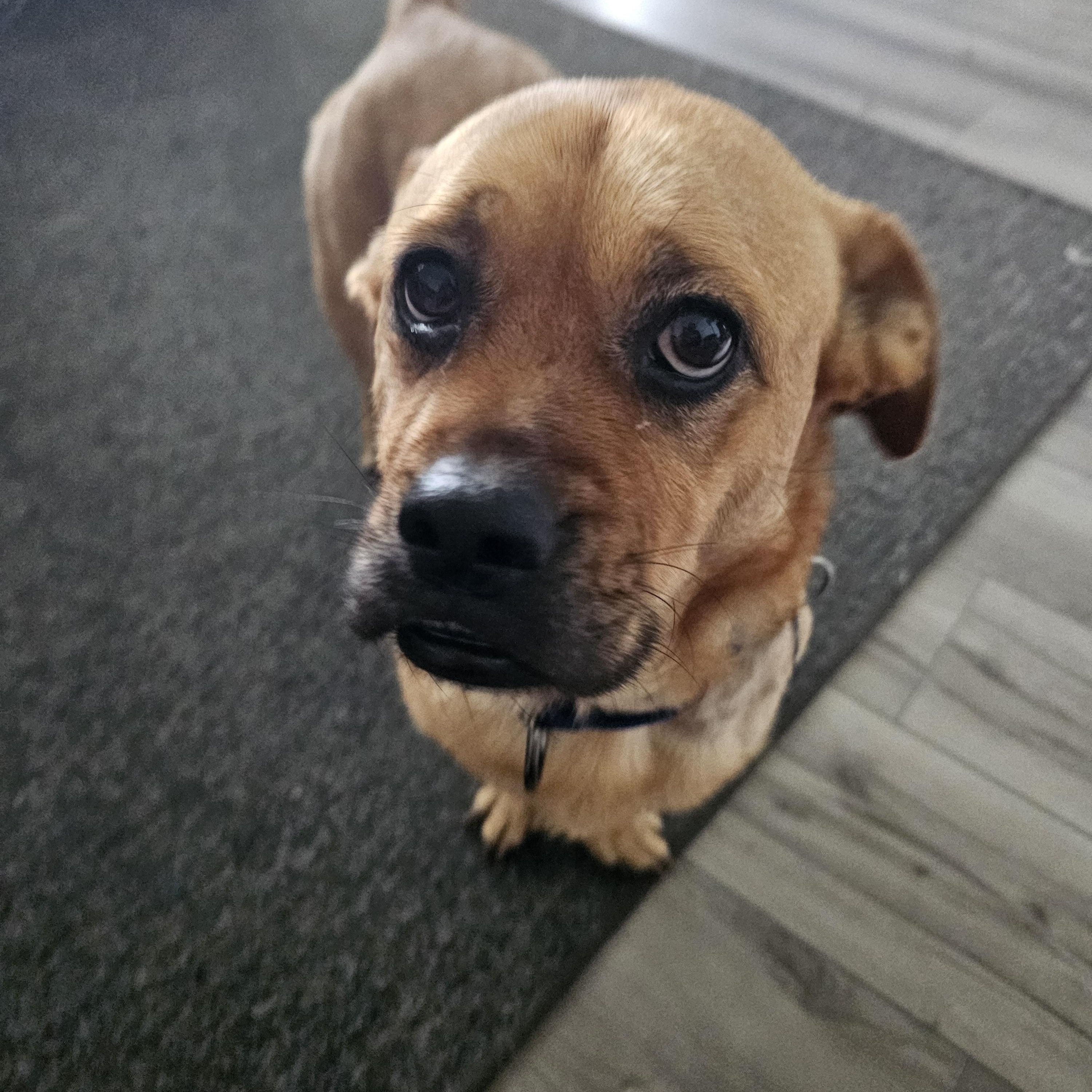 Enlarge Bagel Bites "BB", a Adopted mixed breed in Columbus, OH image 4/6