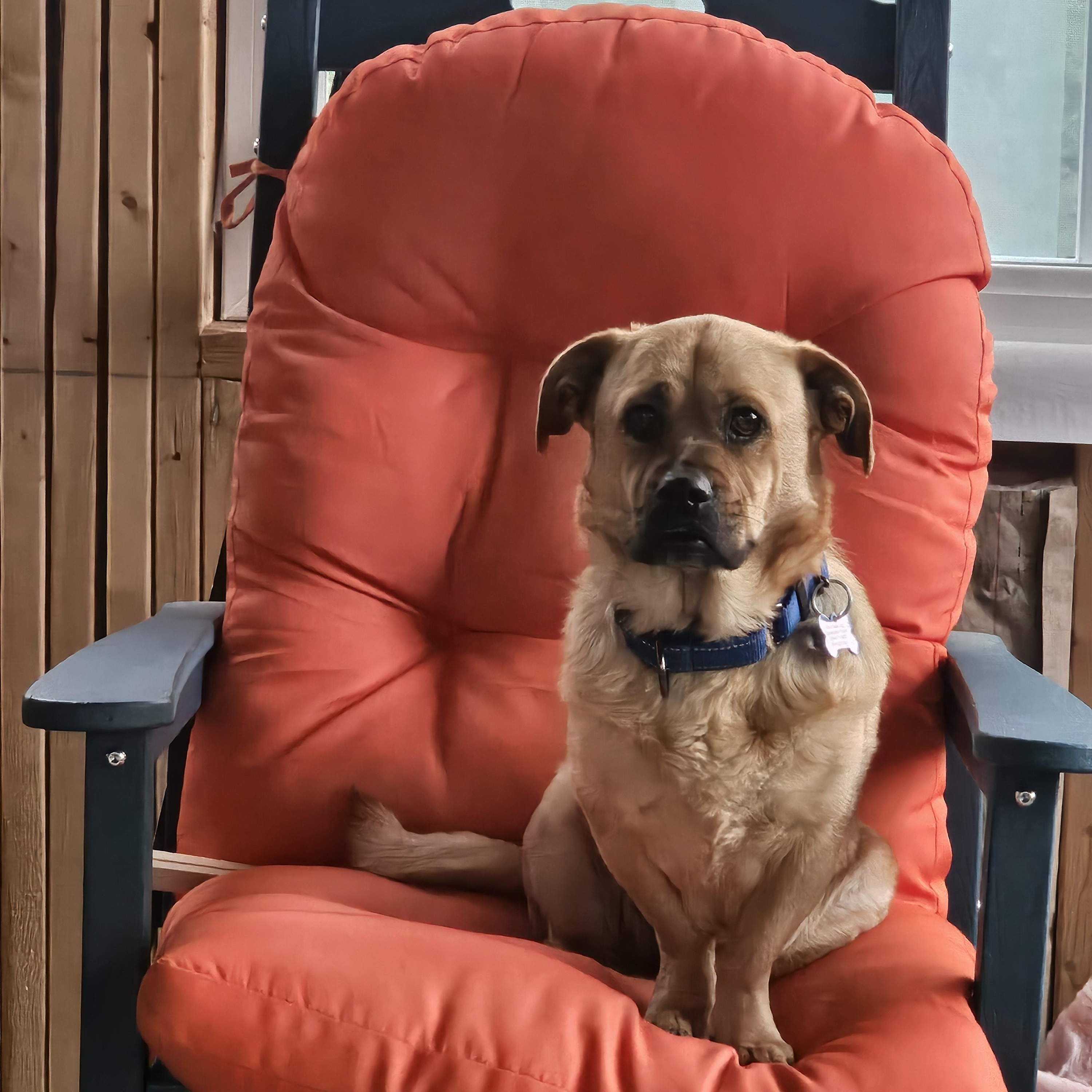 Enlarge Bagel Bites "BB", a Adopted mixed breed in Columbus, OH image 6/6