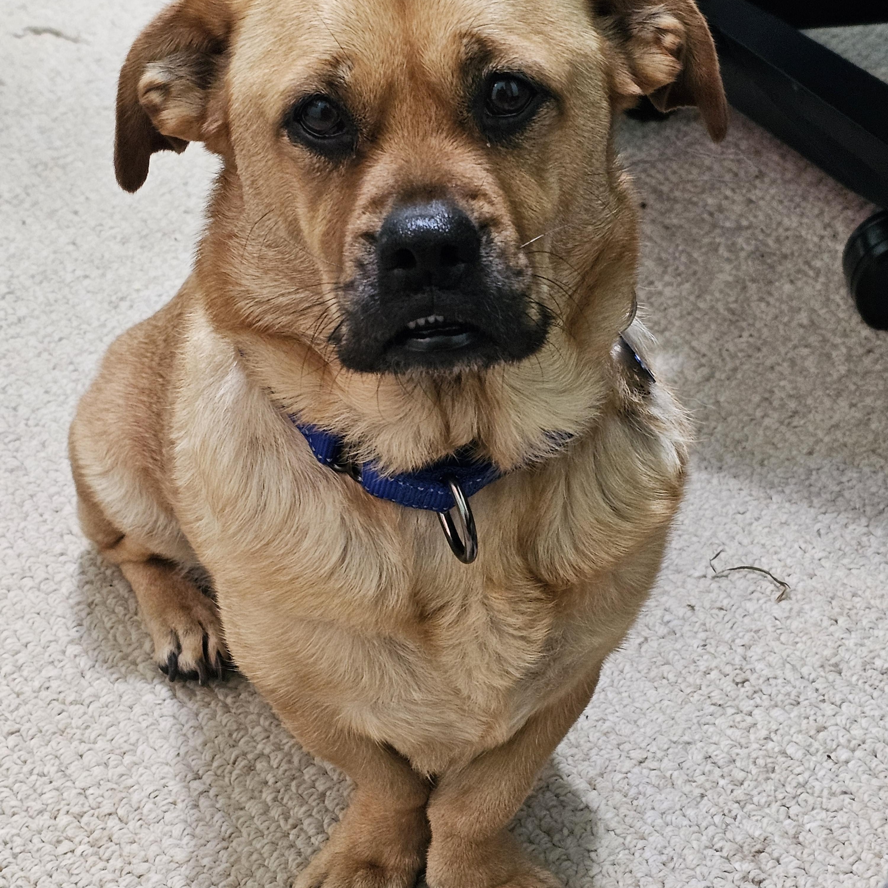 Bagel Bites "BB", Adopted, Adult Female Pug & Dachshund.