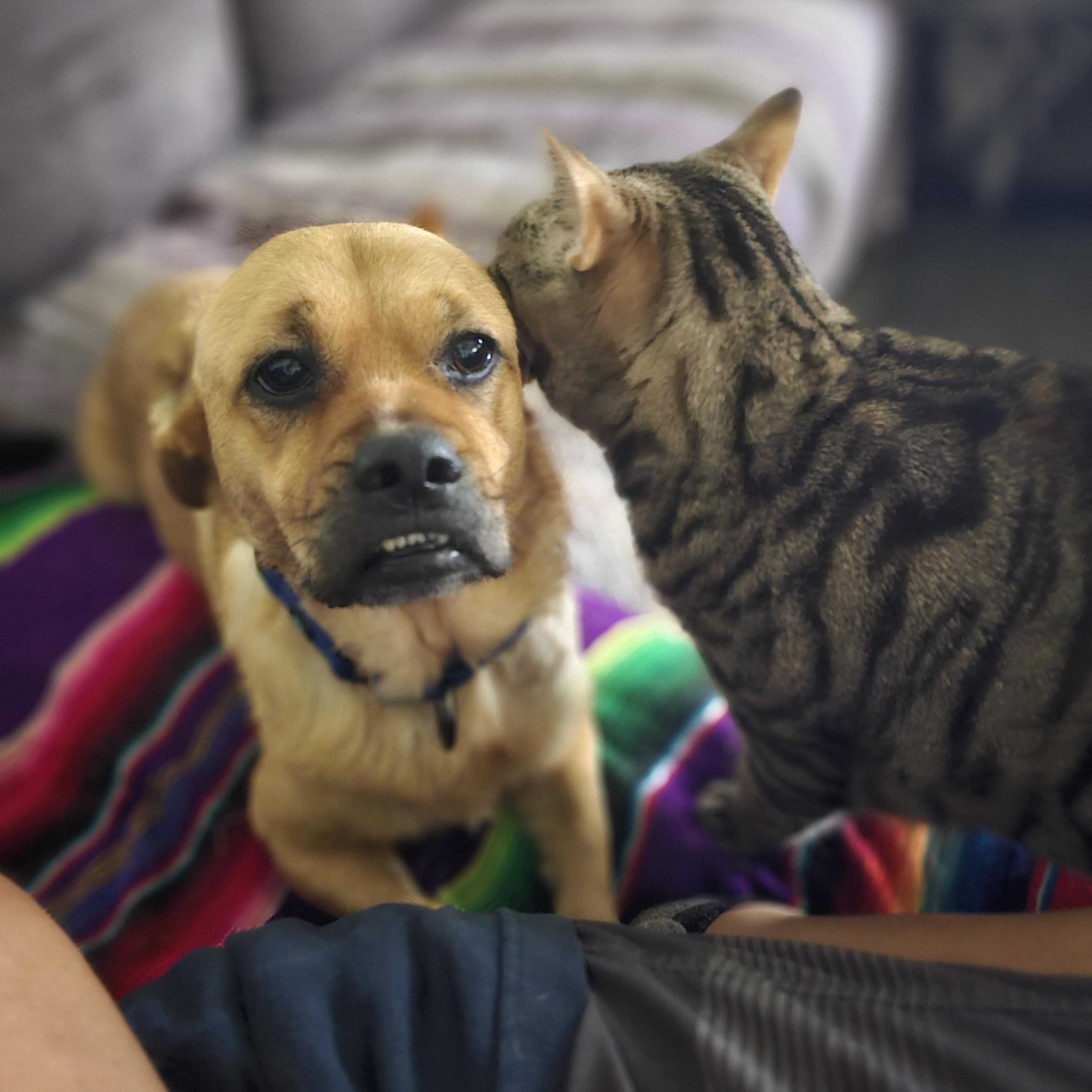 Enlarge Bagel Bites "BB", a Adopted mixed breed in Columbus, OH image 3/6