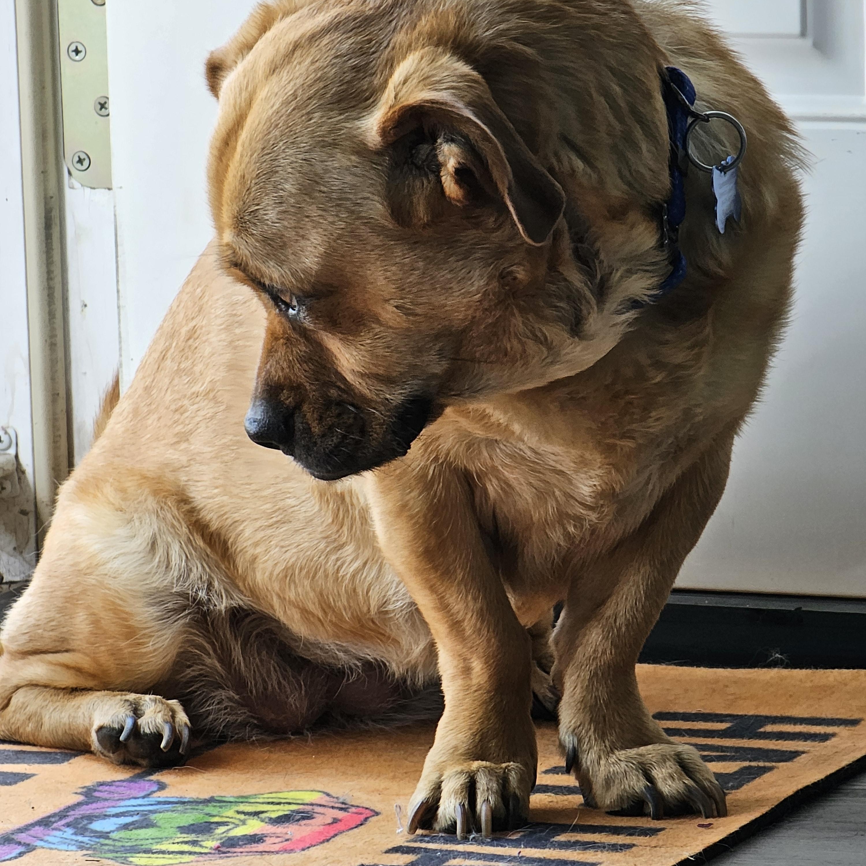 Enlarge Bagel Bites "BB", a Adopted mixed breed in Columbus, OH image 5/6