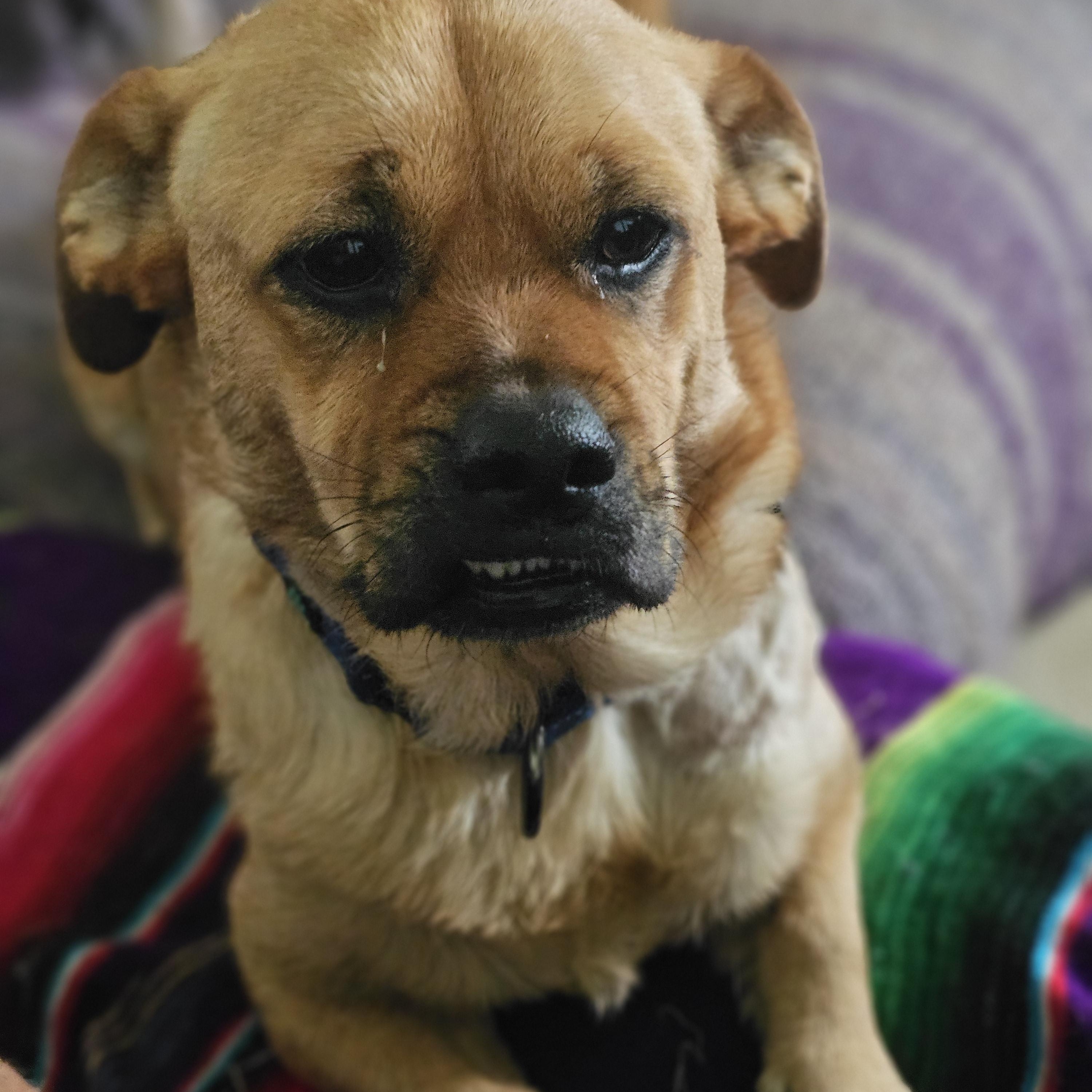Enlarge Bagel Bites "BB", a Adopted mixed breed in Columbus, OH image 2/6