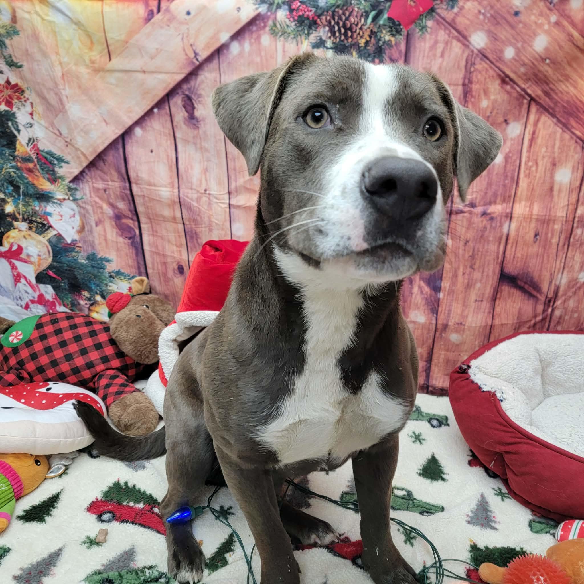 Enlarge Dasher, a ADOPTABLE mixed breed in Statesboro, GA image 3/6