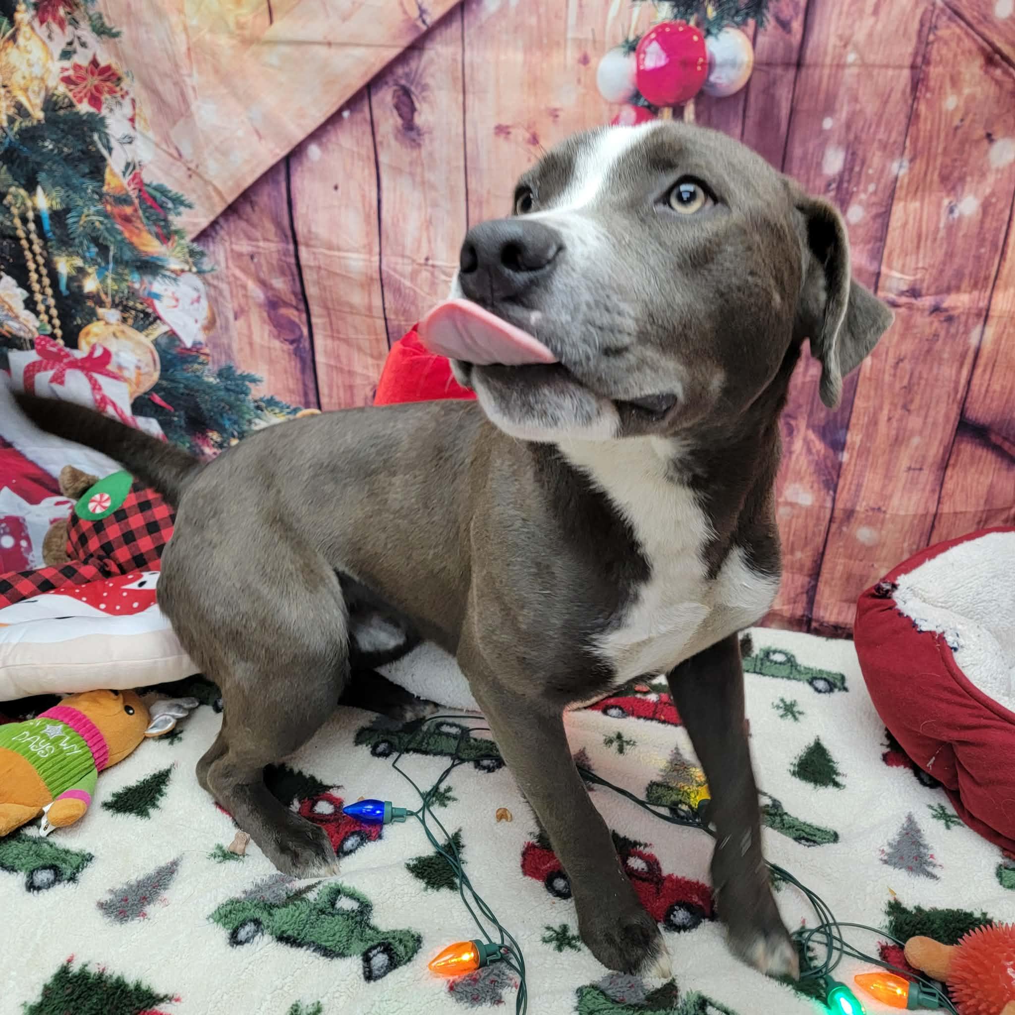 Enlarge Dasher, a ADOPTABLE mixed breed in Statesboro, GA image 1/6