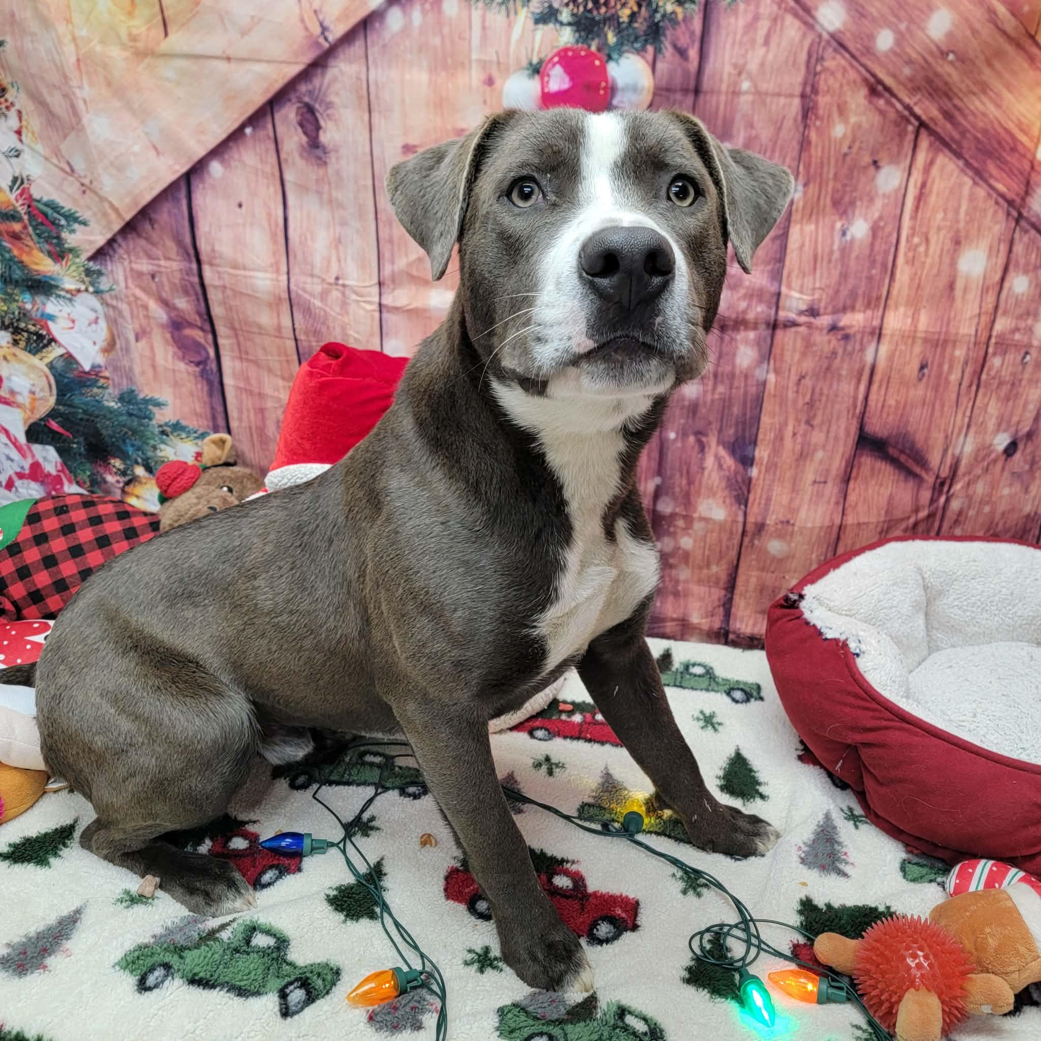 Enlarge Dasher, a ADOPTABLE mixed breed in Statesboro, GA image 4/6