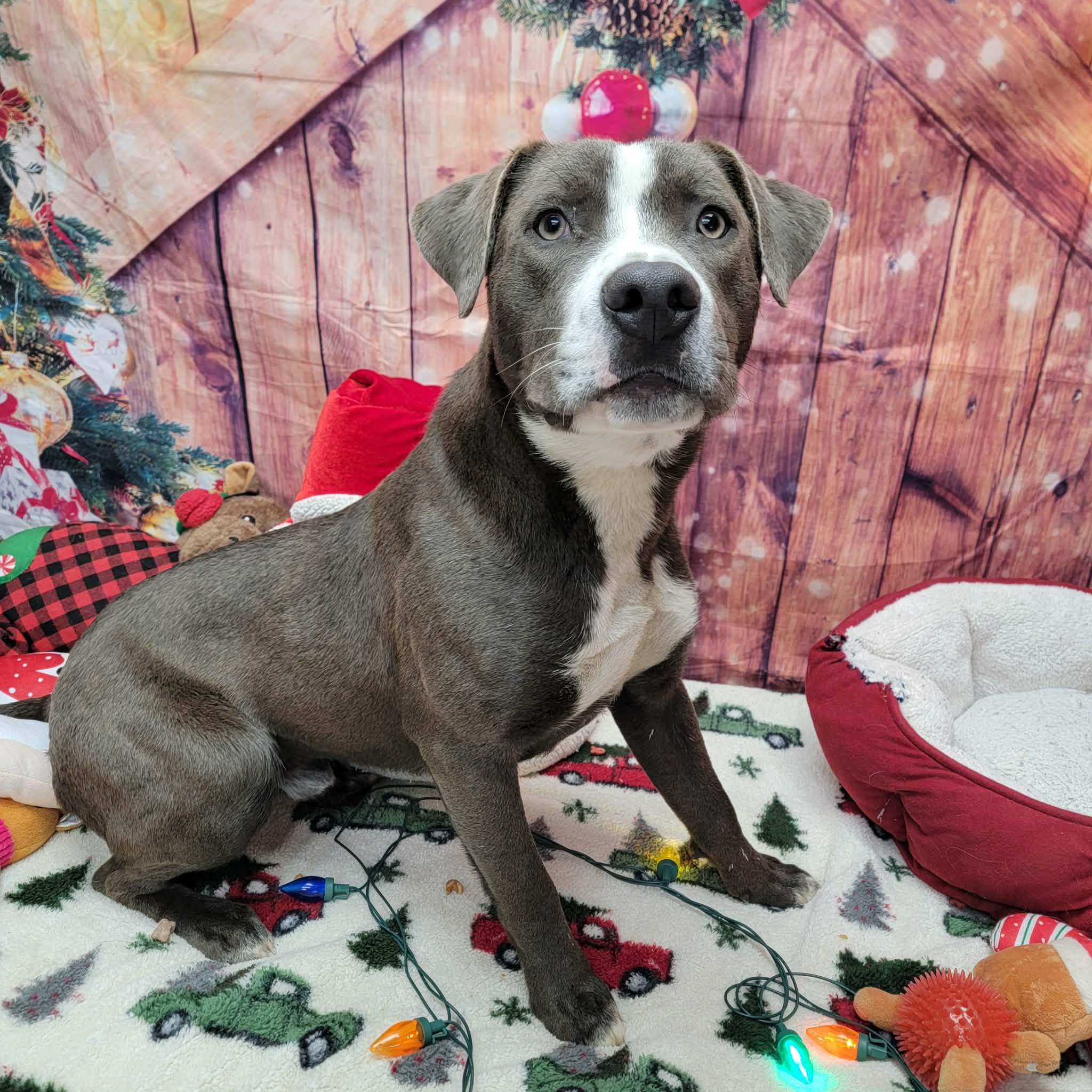 Enlarge Dasher, a ADOPTABLE mixed breed in Statesboro, GA image 2/6