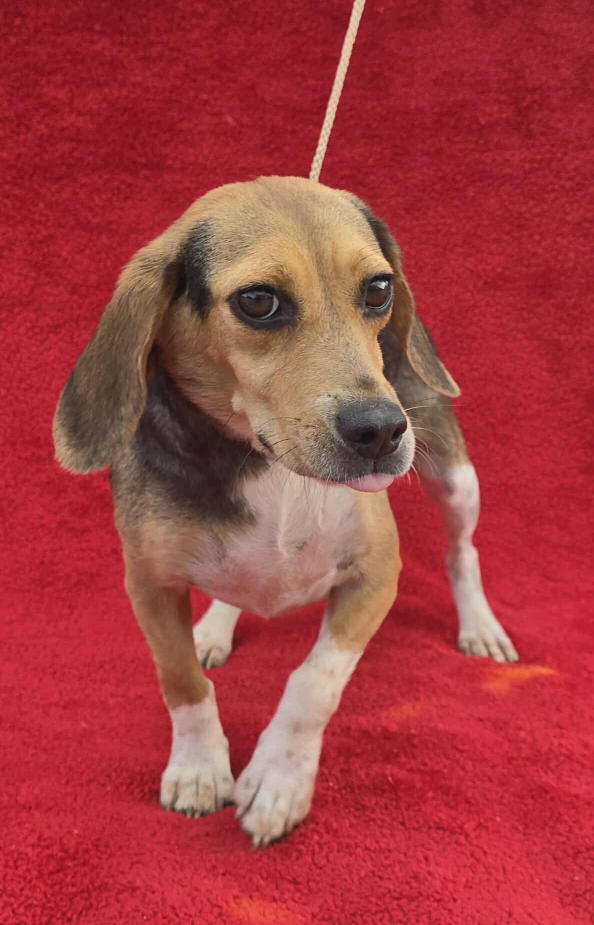 Sophia Beagle Dog