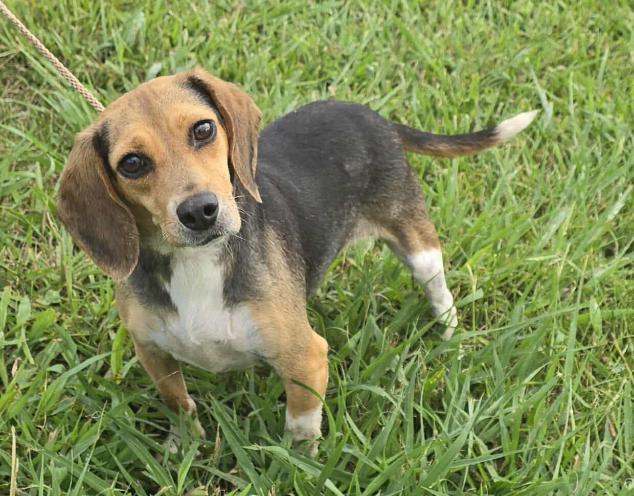 Sophia