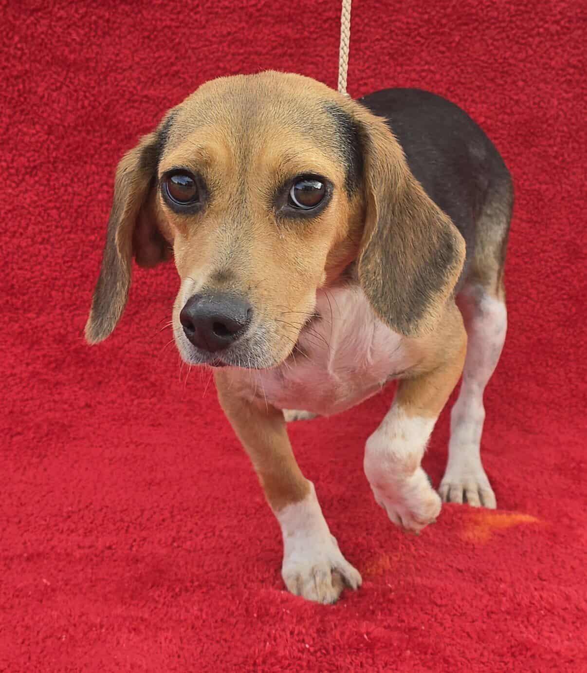 Sophia