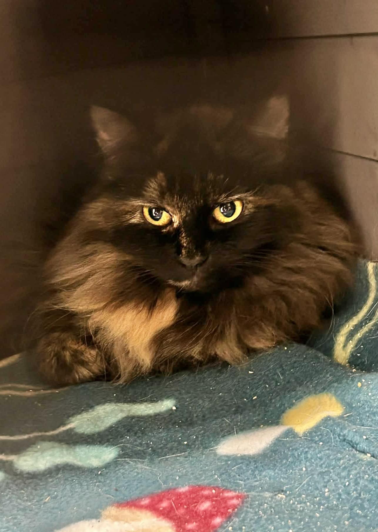 Enlarge ANNIE SUE, a Adopted mixed breed in Capshaw, AL image 1/1