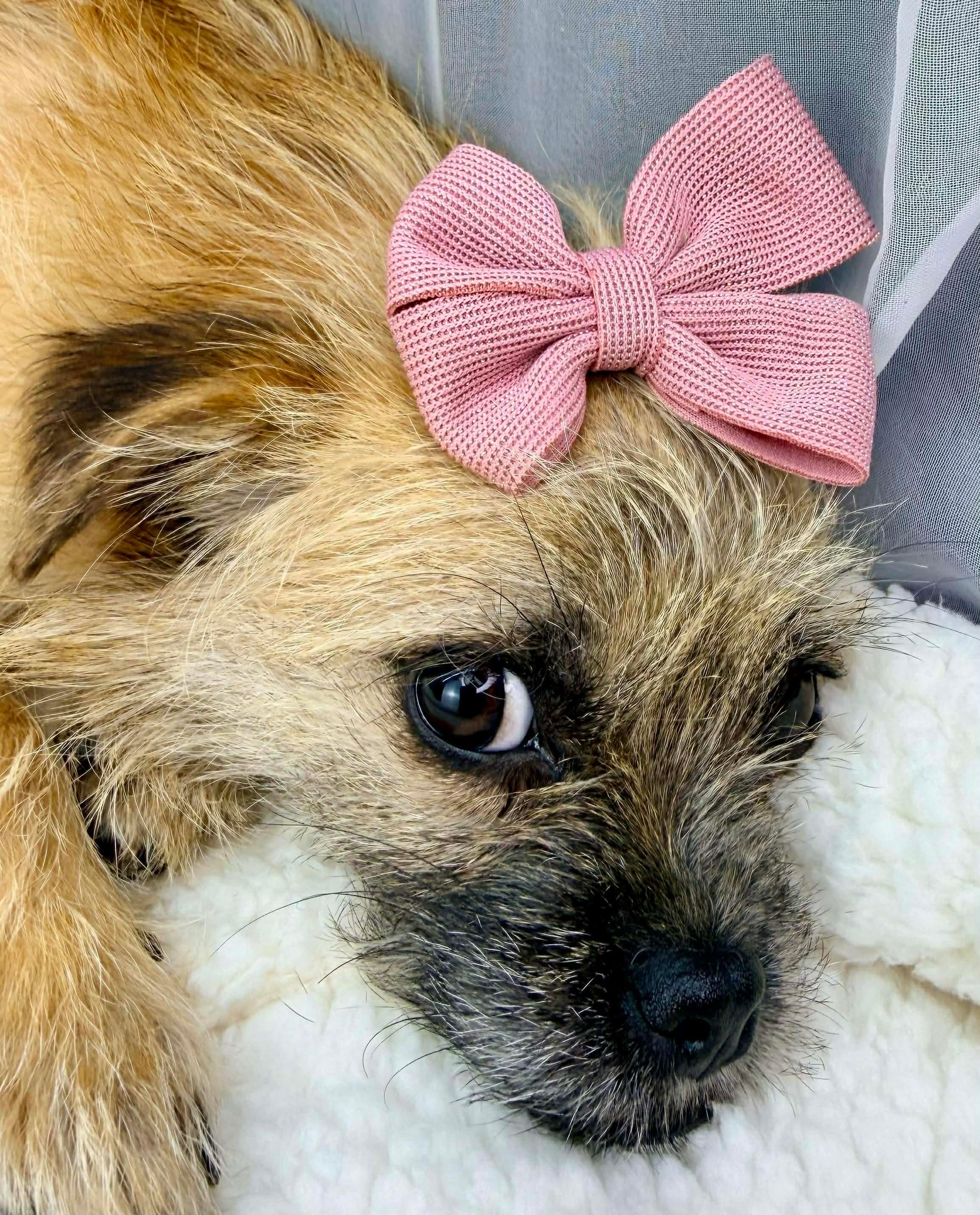 Enlarge Augusta, a Adoptable mixed breed in Jackson, MI image 3/6