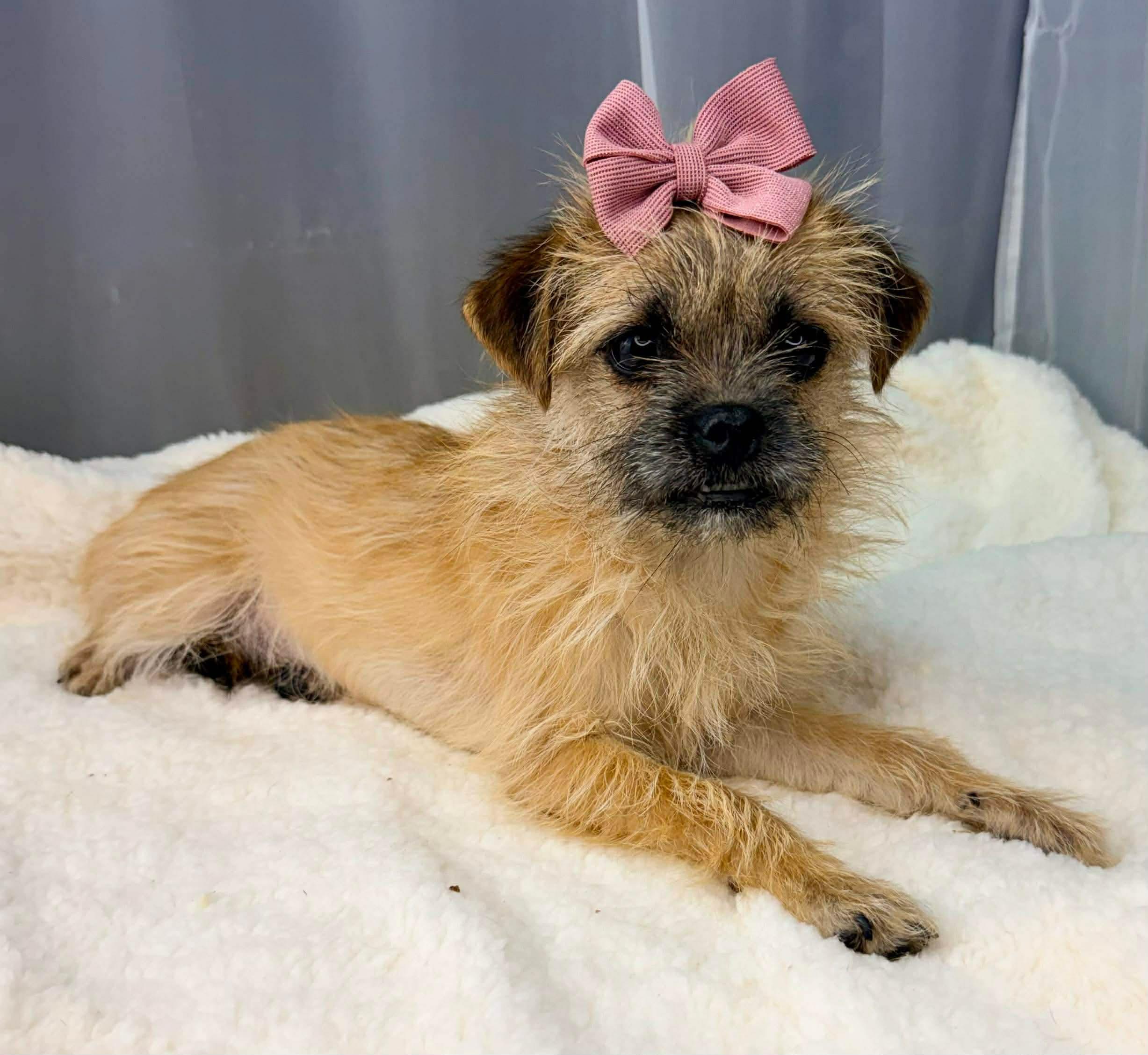 Enlarge Augusta, a Adoptable mixed breed in Jackson, MI image 1/6