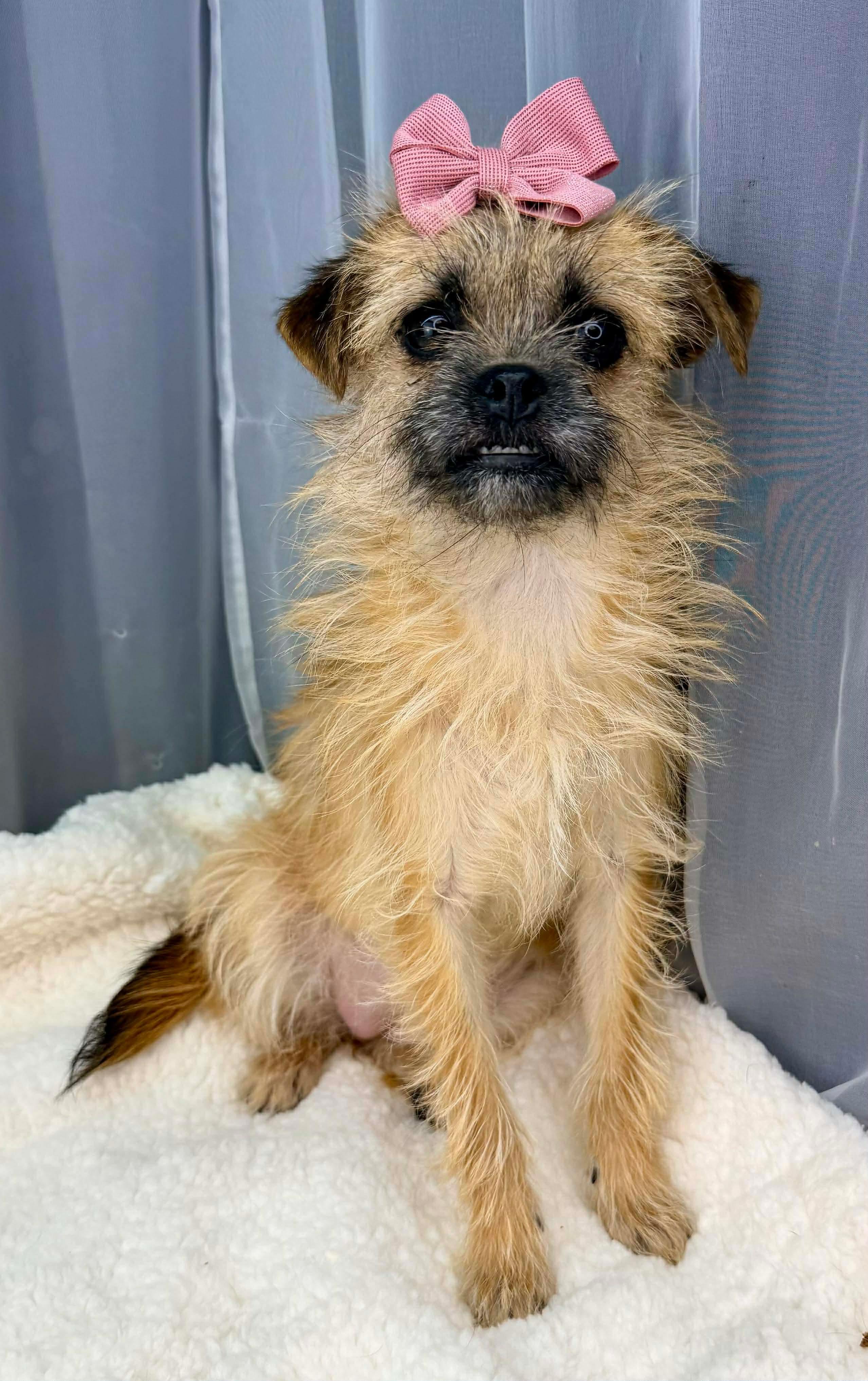 Enlarge Augusta, a Adoptable mixed breed in Jackson, MI image 5/6