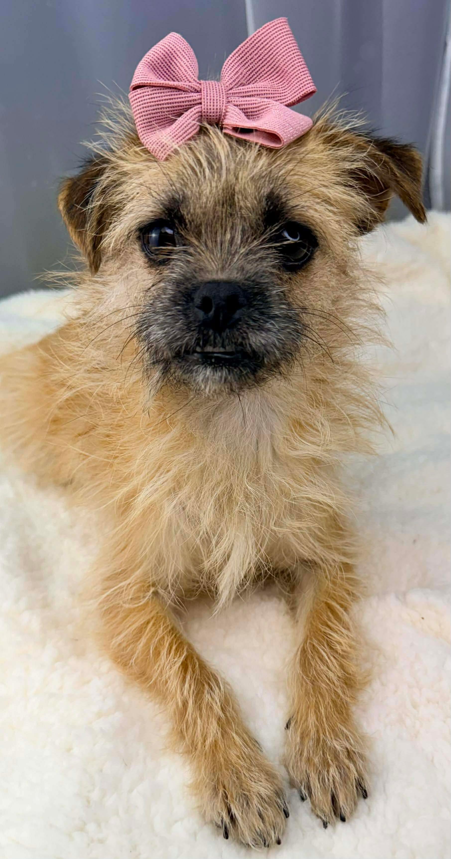 Enlarge Augusta, a Adoptable mixed breed in Jackson, MI image 2/6