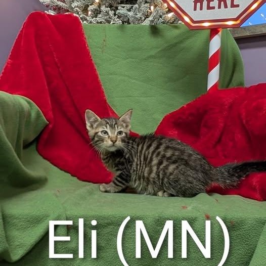 Enlarge Eli, a ADOPTABLE Domestic Short Hair in Peru, IL image 1/1