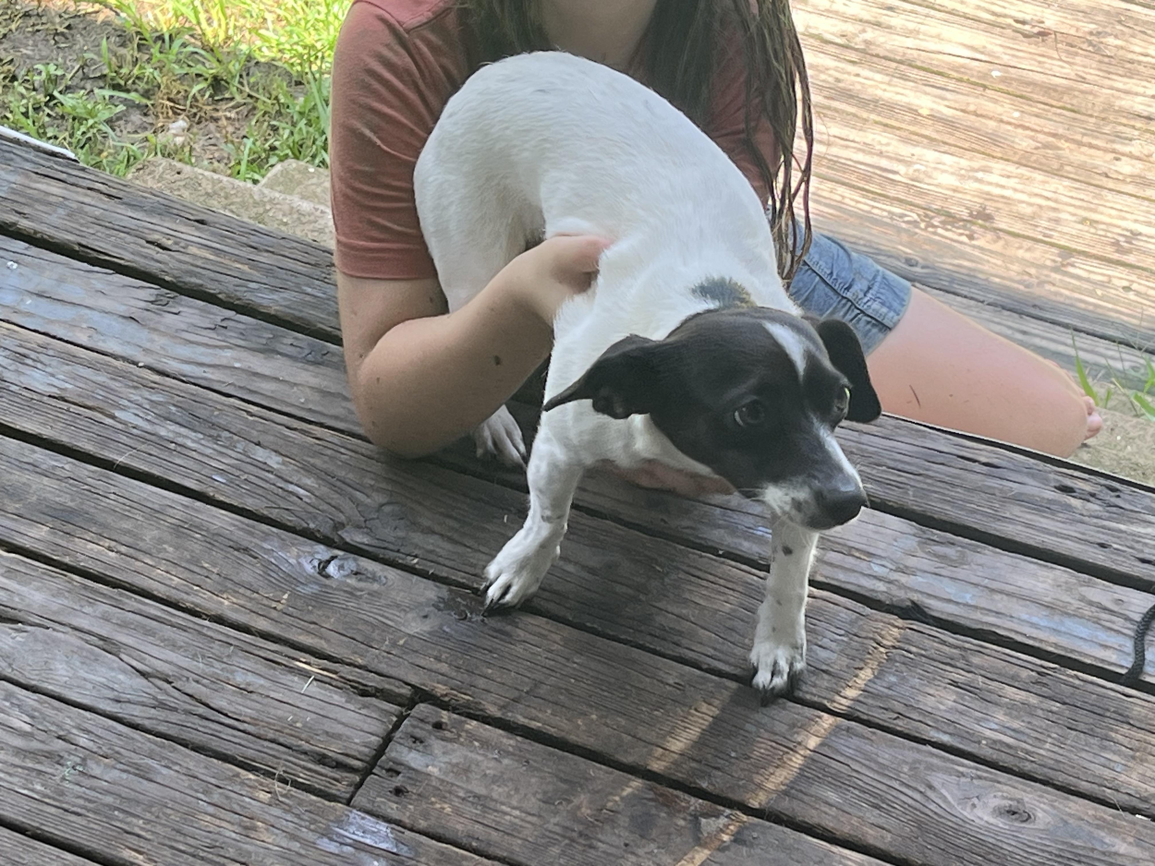 Enlarge Sissy Lou, a Adopted mixed breed in Walker, LA image 1/1